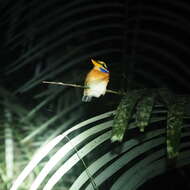 Image of Rufous collared kingfisher