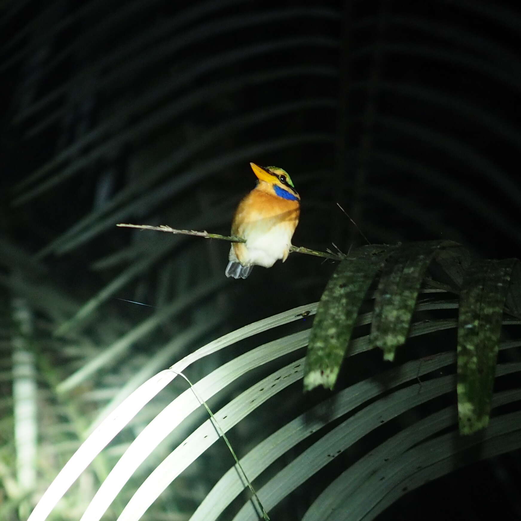 Image of Rufous collared kingfisher