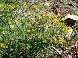 Image of Genista triacanthos Brot.