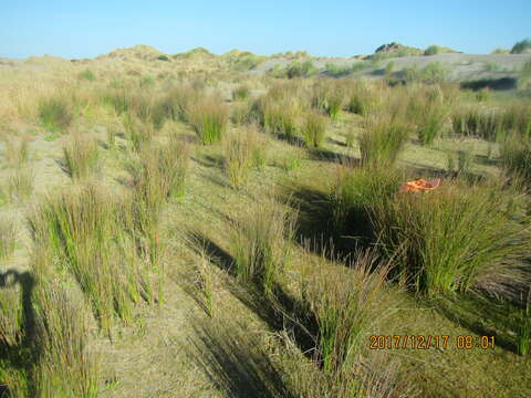 Imagem de Lilaeopsis novae-zelandiae (Gand.) A. W. Hill