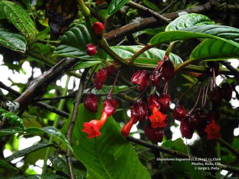 Image of Glossoloma baguense (L. E. Skog) J. L. Clark