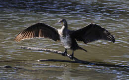 Image of Phalacrocorax carbo carbo (Linnaeus 1758)