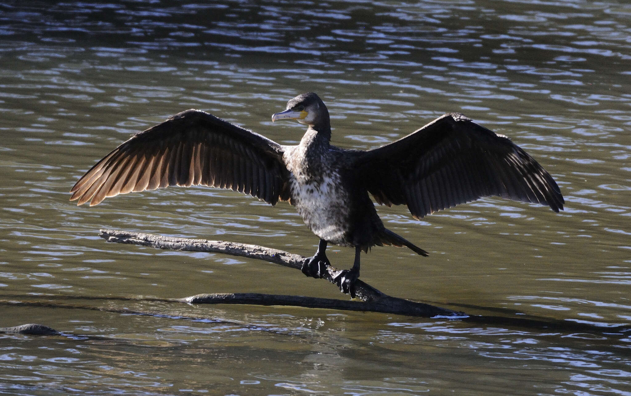 Image of Phalacrocorax carbo carbo (Linnaeus 1758)