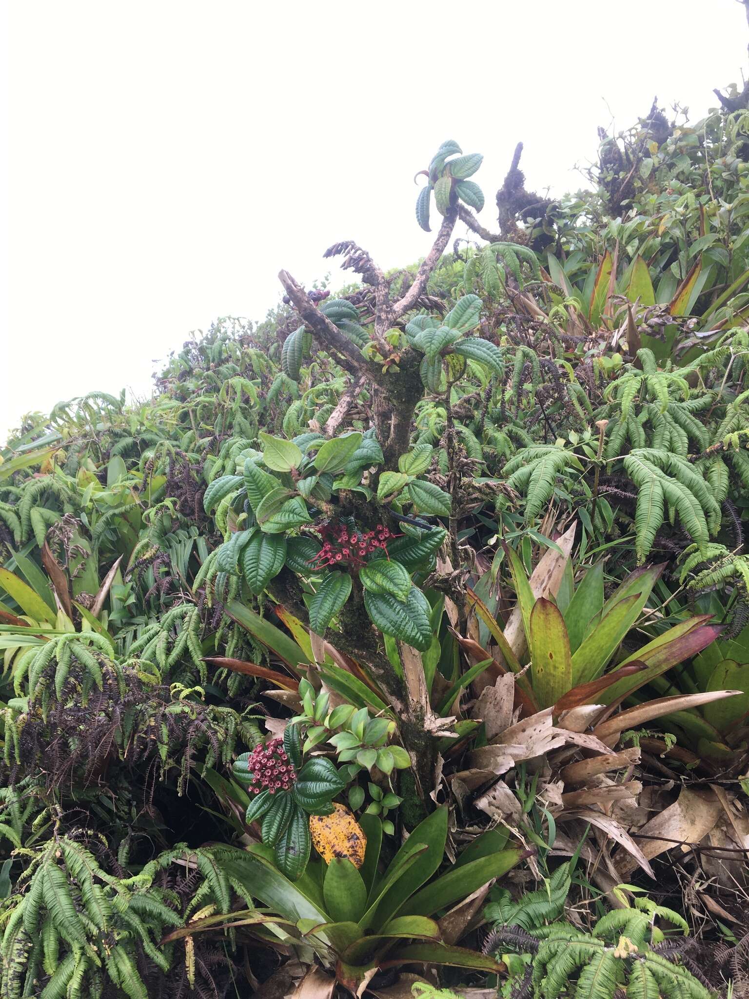 Charianthus purpureus D. Don的圖片