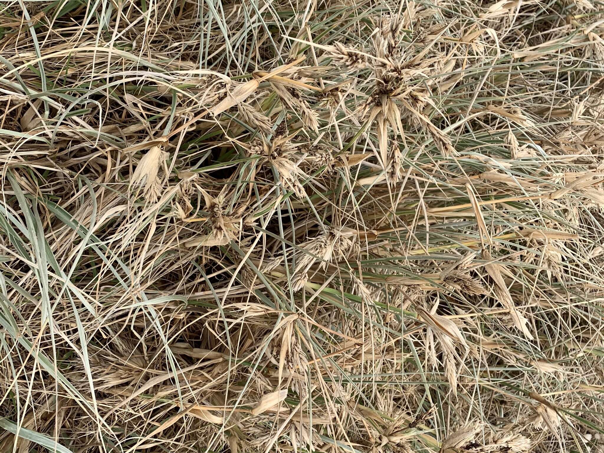 Image of hairy spinifex