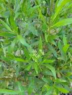 Image of <i>Eupatorium dodonaeifolium</i> DC.