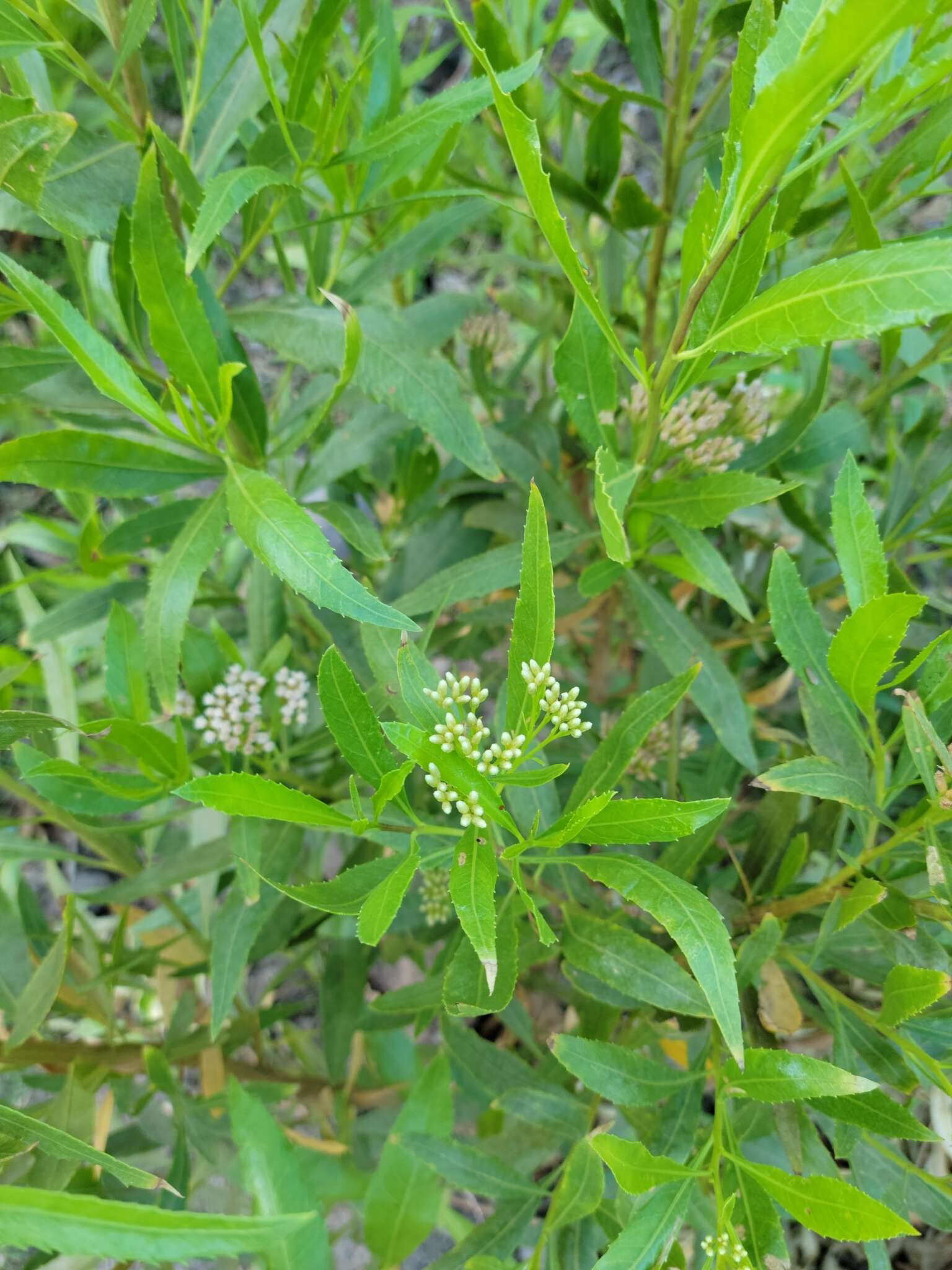 Image of <i>Eupatorium dodonaeifolium</i> DC.