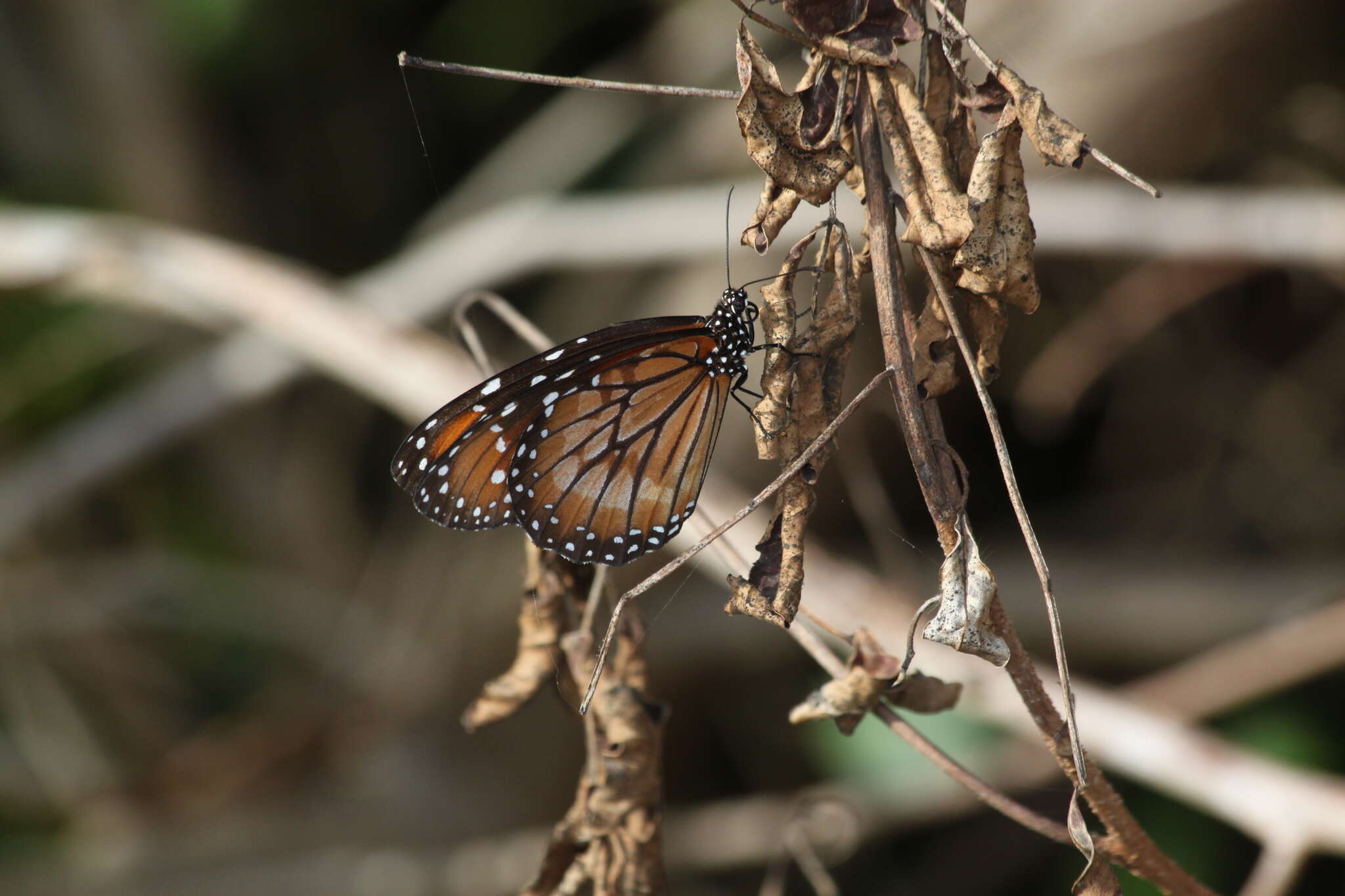 Sivun Danaus (Anosia) eresimus subsp. tethys Forbes 1943 kuva