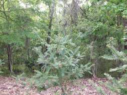 Image of Florida Nutmeg Tree