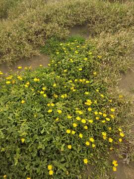 Image of Calendula suffruticosa subsp. maderensis (DC.) R. Govaerts