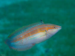 Image of Spot-tail wrasse