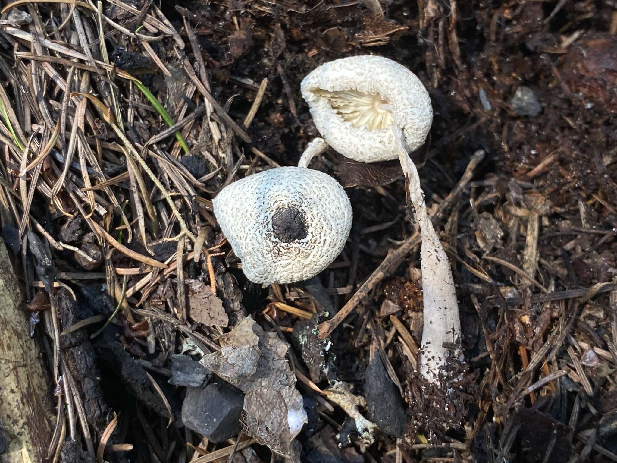 Image of Leucocoprinus brebissonii (Godey) Locq. 1943