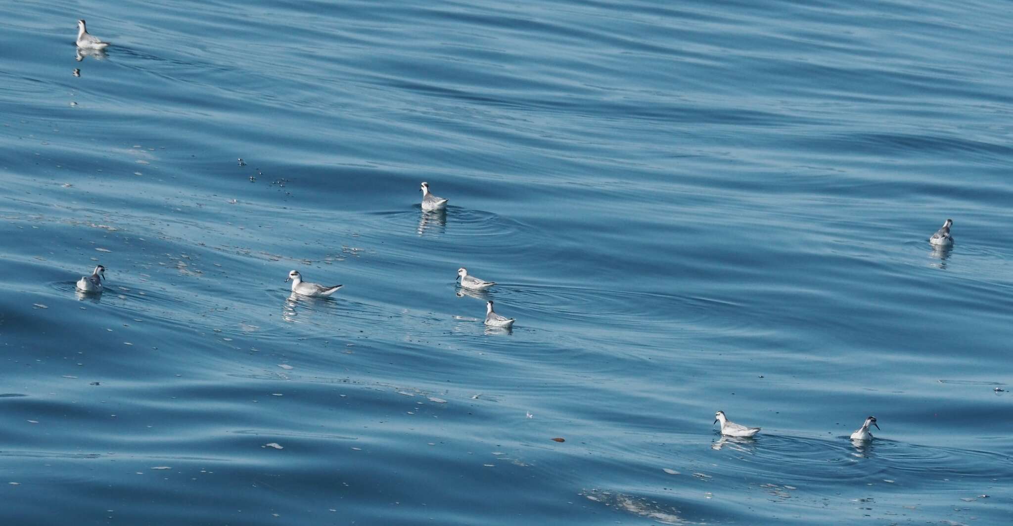 Image of Grey (Red) Phalarope