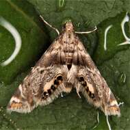 Plancia ëd Petrophila fulicalis Clemens 1860