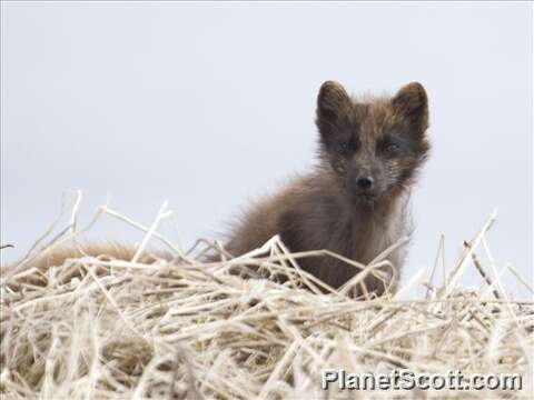 Image of Arctic Fox