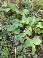 Image of Potentilla nivea var. elongata Wolf