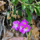 Image of Oxalis lasiandra Zucc.