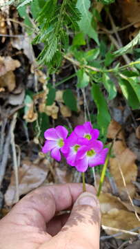 Слика од Oxalis lasiandra Zucc.