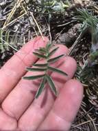 Potentilla crinita A. Gray resmi