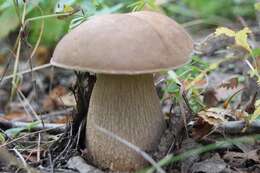 Слика од Boletus reticulatus Schaeff. 1774