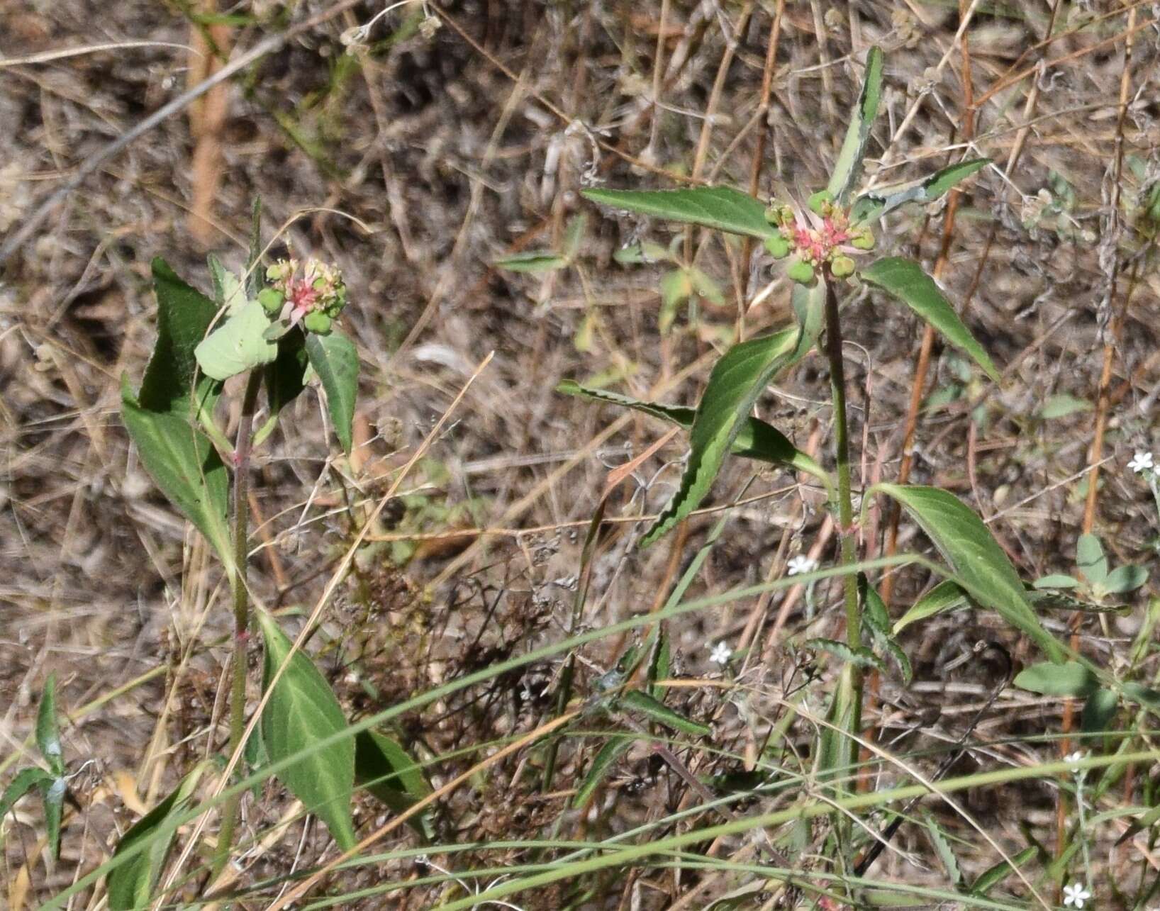 Слика од Euphorbia dentata Michx.