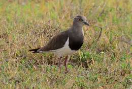 Image of Black-winged Lapwing