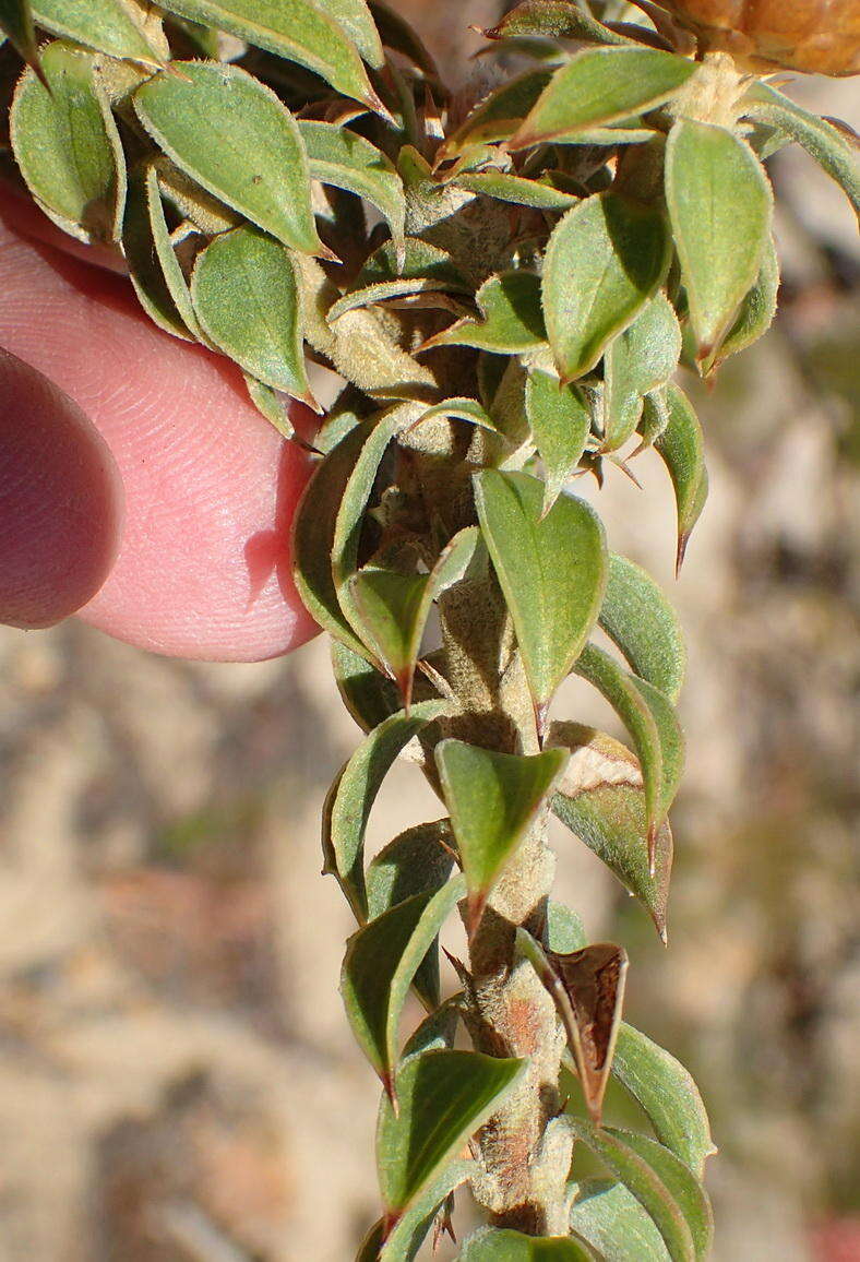 Plancia ëd Oedera speciosa (DC.) N. G. Bergh