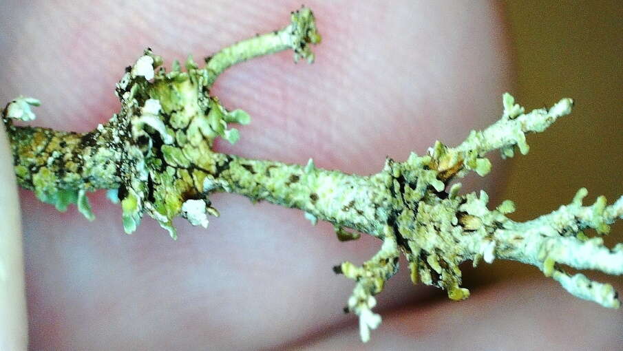 Cladonia phyllophora Hoffm.的圖片