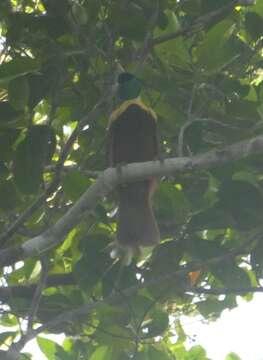 Image of Red Bird-of-Paradise