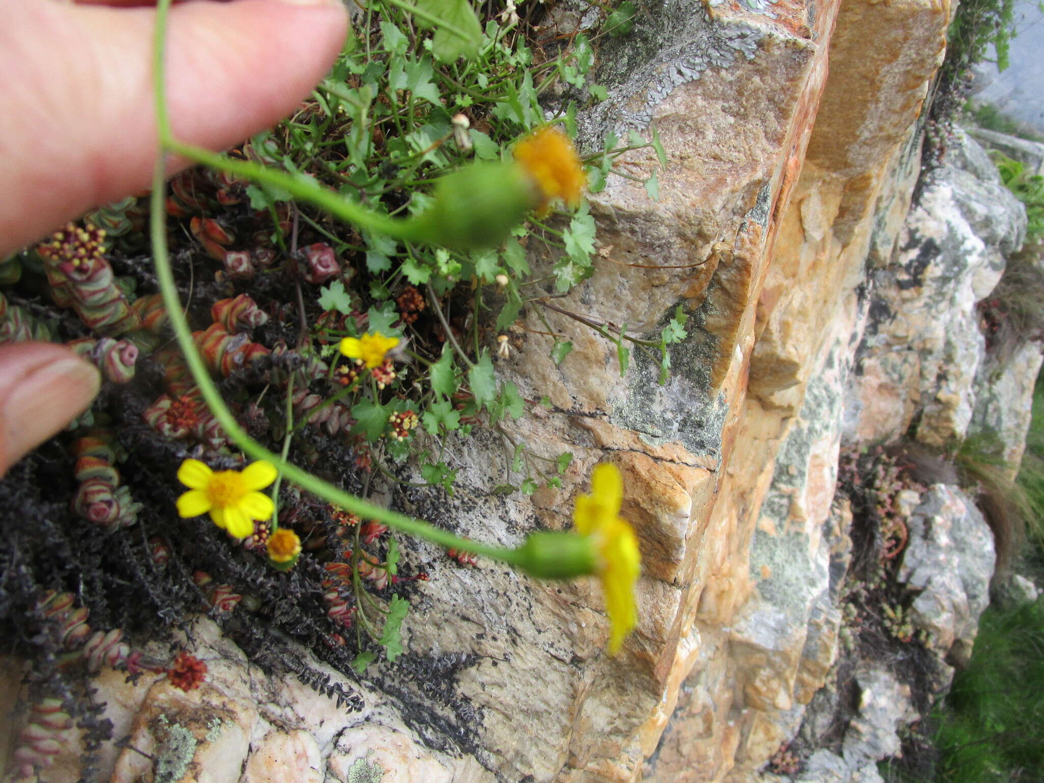 Image of Cineraria lobata subsp. lobata