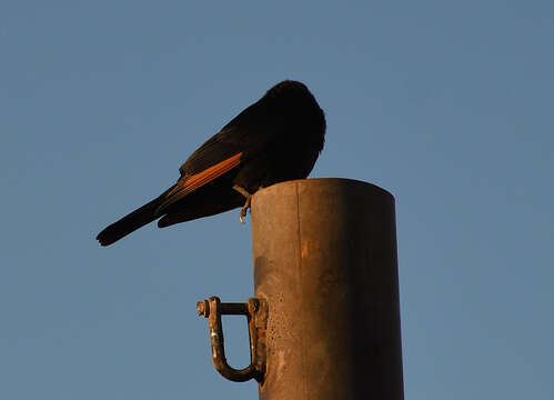 Image of Arabian Chestnut-winged Starling