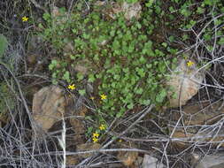 Image of Cineraria lobata subsp. lobata