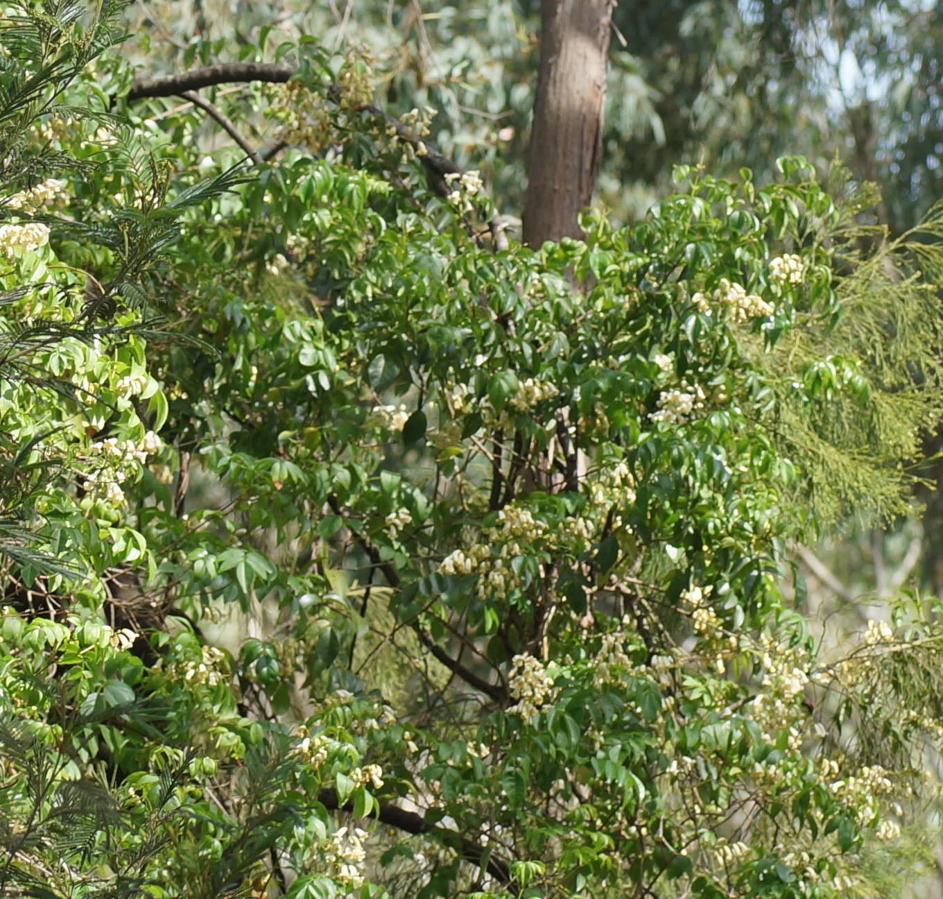 Imagem de Pandorea pandorana (Andr.) Steenis