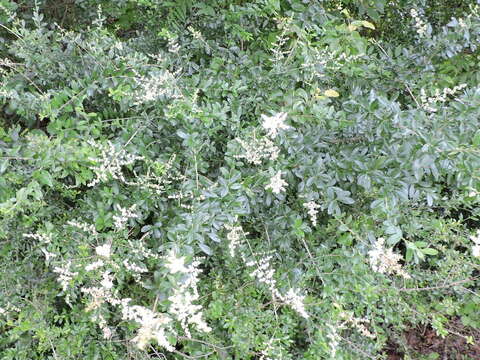 صورة Ligustrum quihoui Carrière