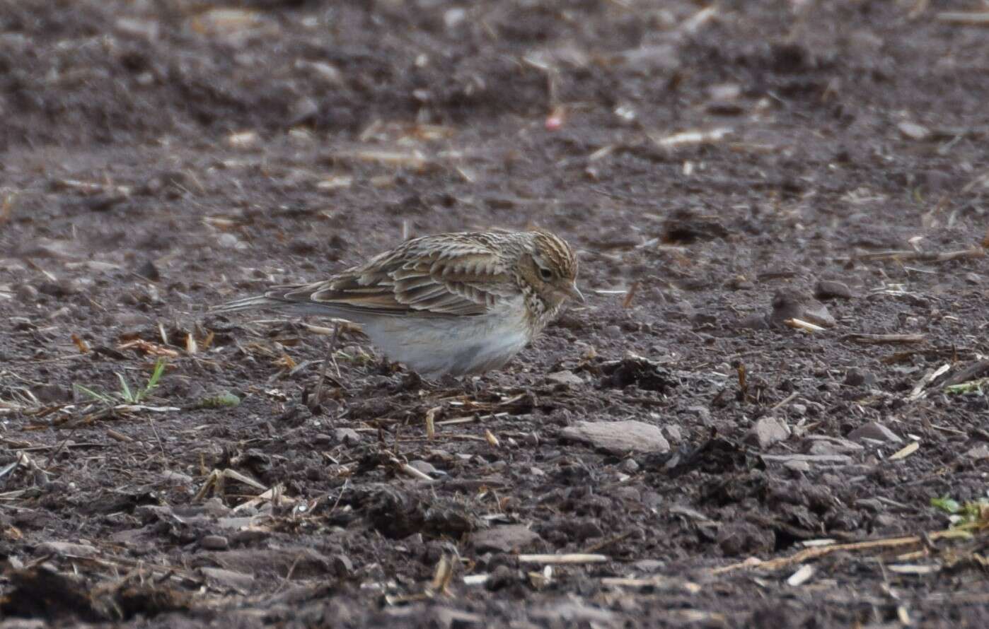 Image of Skylark