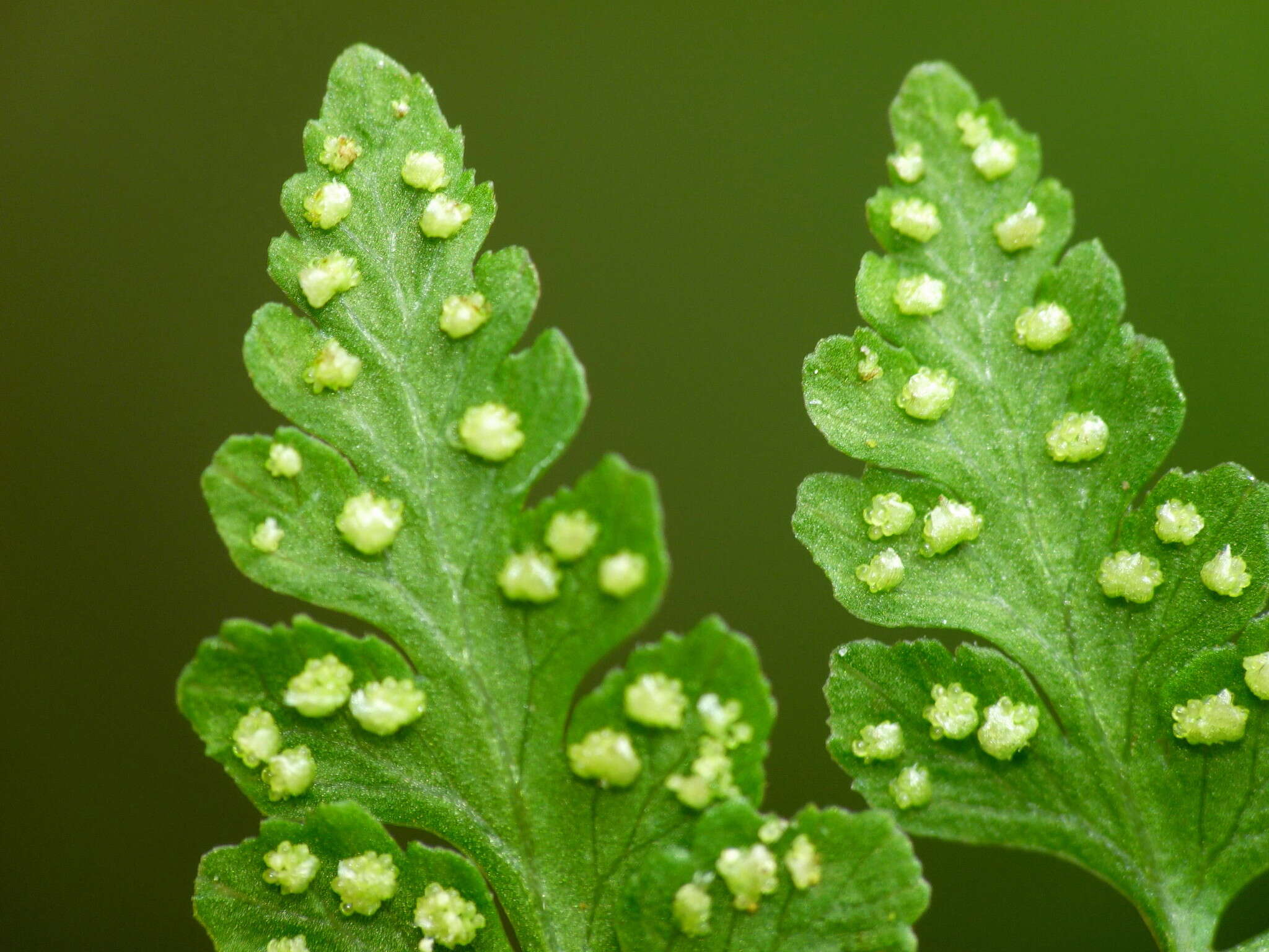 Image of Cystopteris tasmanica Hook.