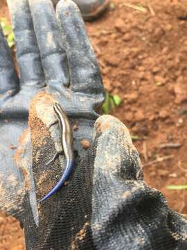 Image of Oak Forest Skink