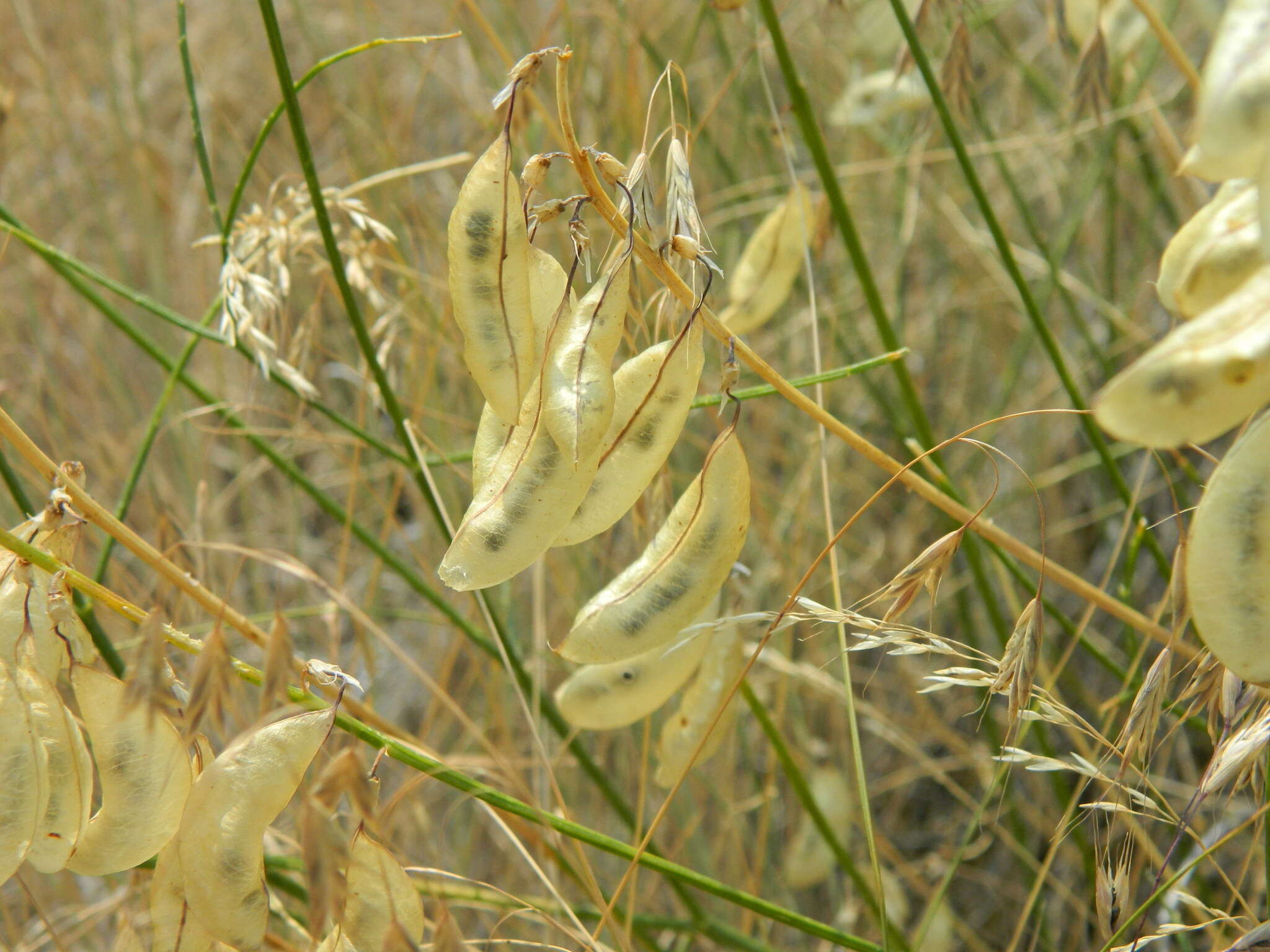 Imagem de Astragalus cusickii A. Gray