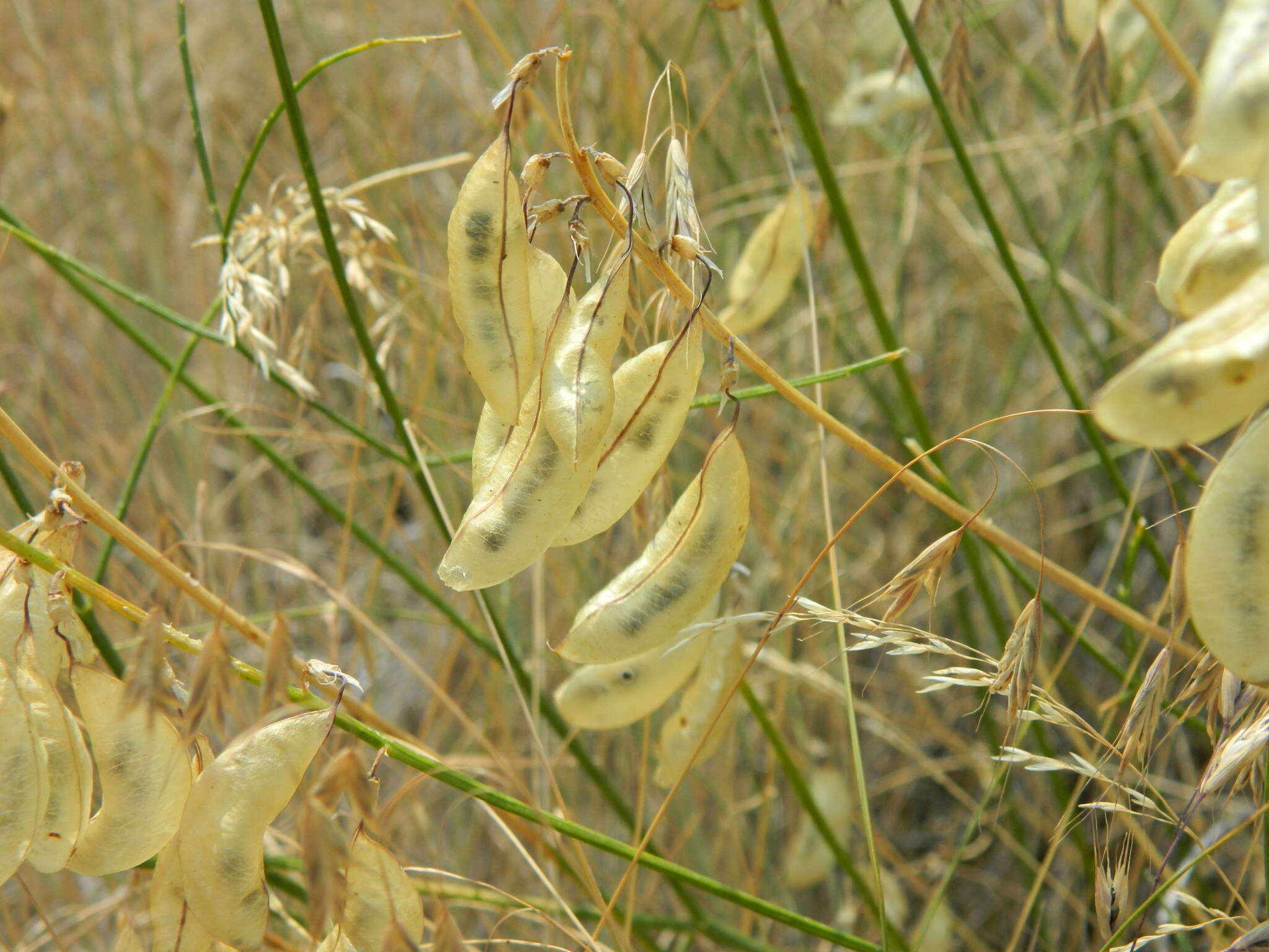 صورة Astragalus cusickii A. Gray