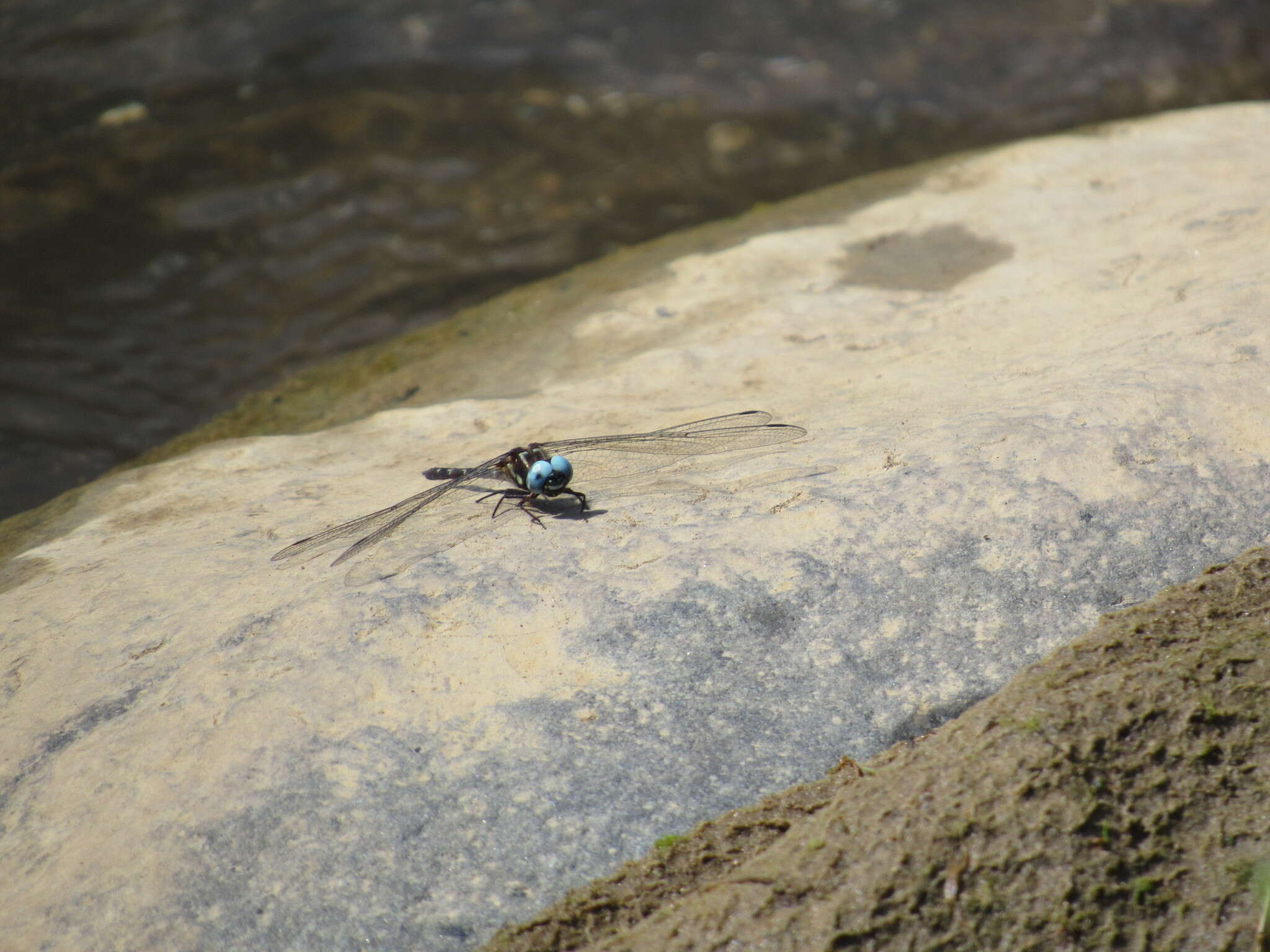 Image of Macrothemis celeno (Selys ex Sagra 1857)