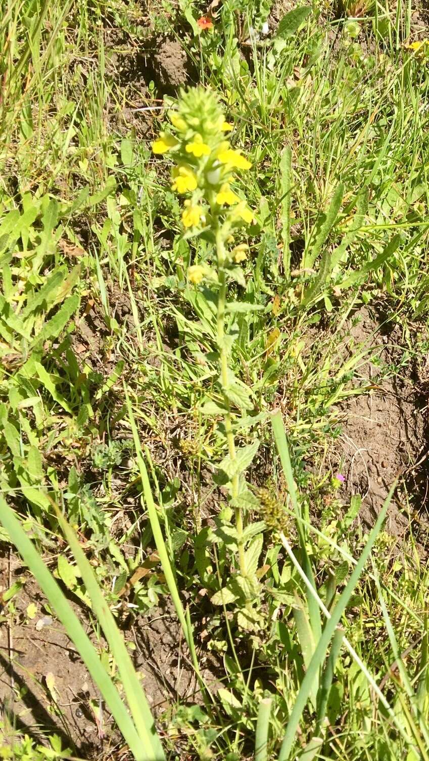 Image of Yellow Glandweed