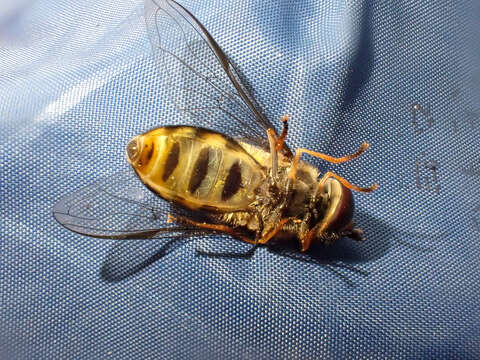 Image of <i>Lapposyrphus lapponicus</i>