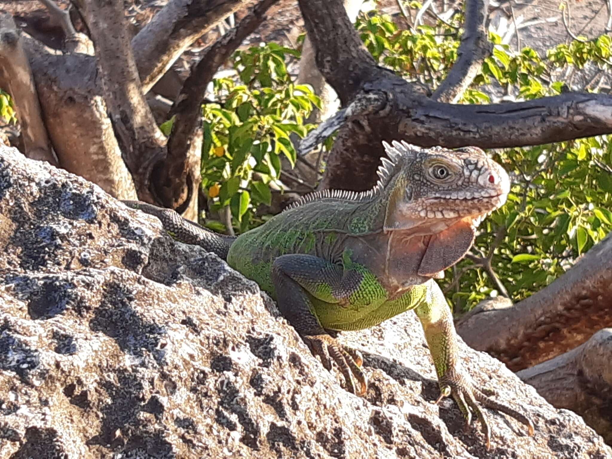 Image de Iguane des Petites Antilles