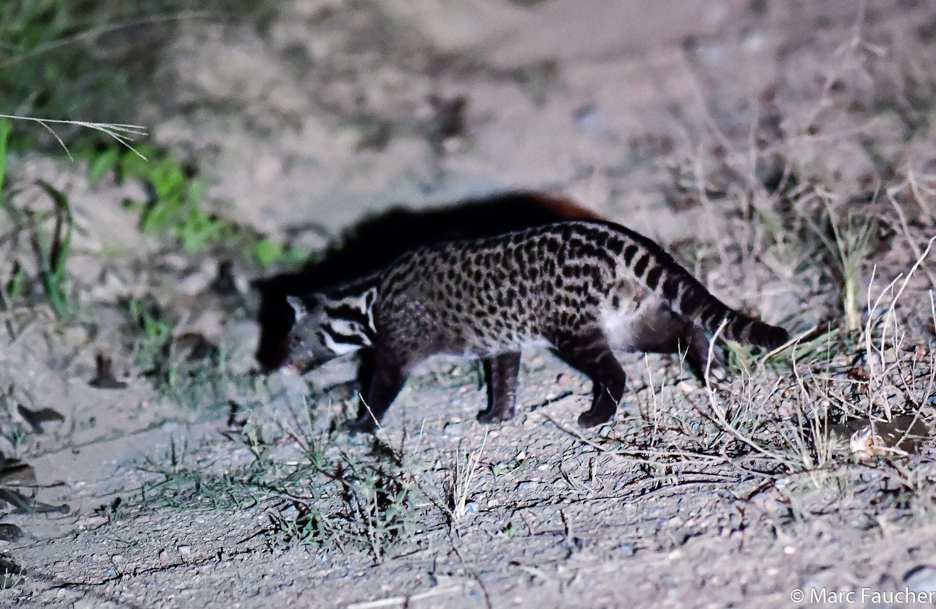 Image of Oriental Civet