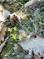 Image of Buckler Mustard