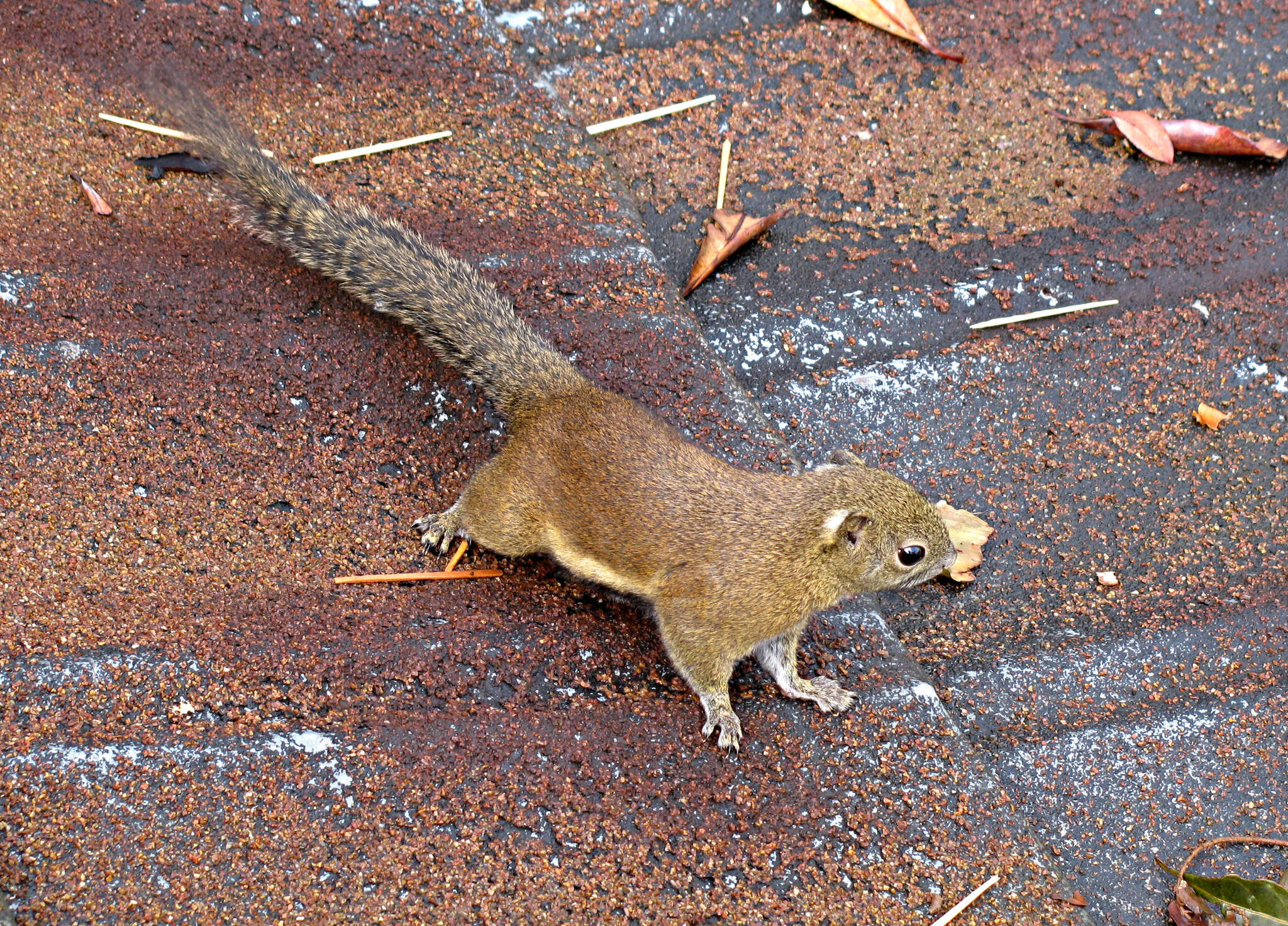 Image of Borneo Black-banded Squirrel