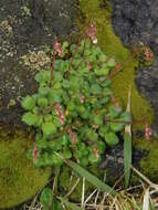 Sivun Saxifraga hirsuta L. kuva