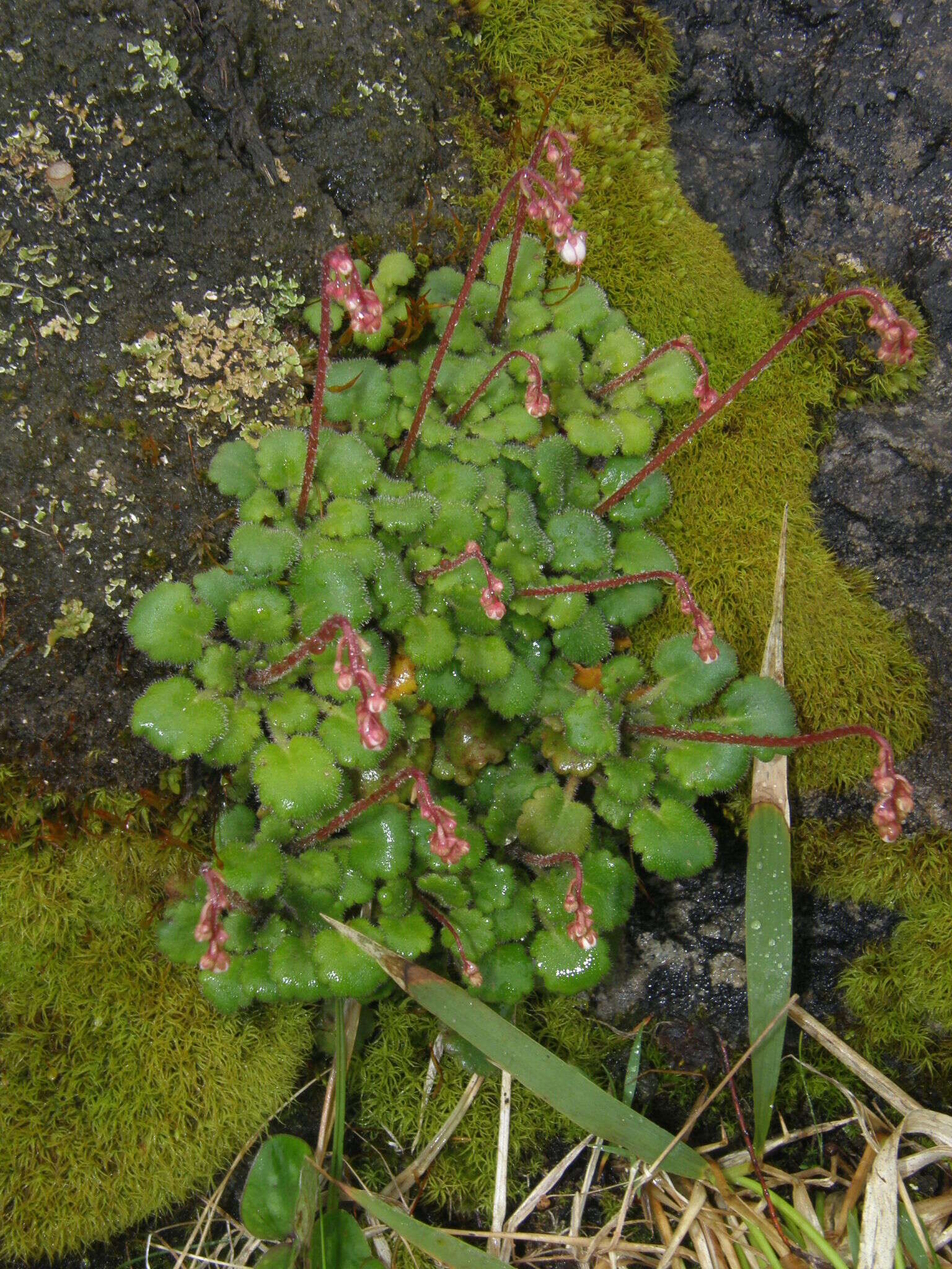 Imagem de Saxifraga hirsuta L.