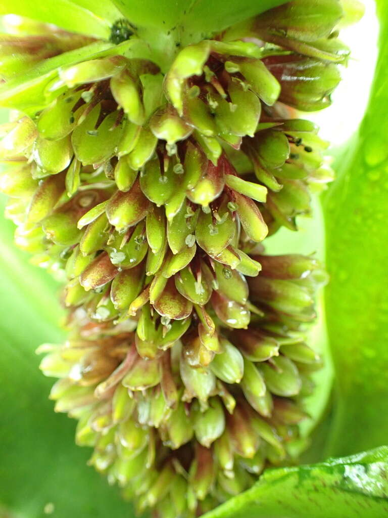 Imagem de Eucomis montana Compton