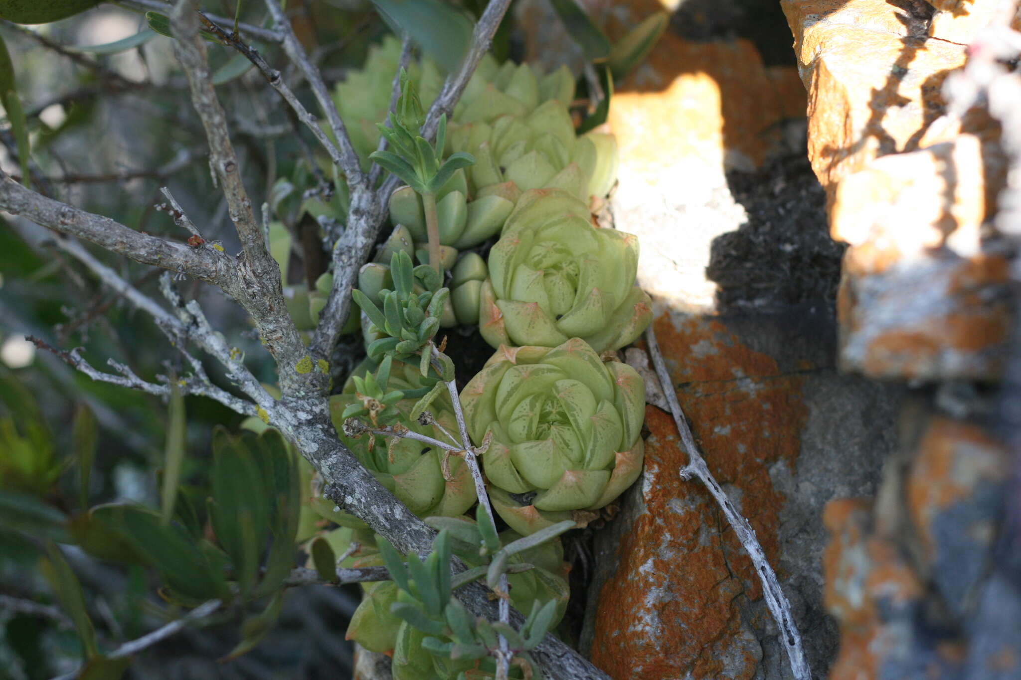 Image of Haworthia cymbiformis var. cymbiformis